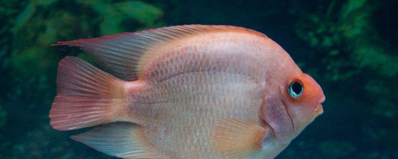 鸚鵡魚身上發(fā)黑怎么什么原因