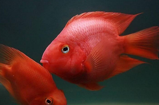 鸚鵡魚掉鱗放點(diǎn)鹽嗎