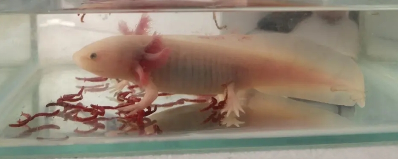 六角龍魚正確的喂食方法