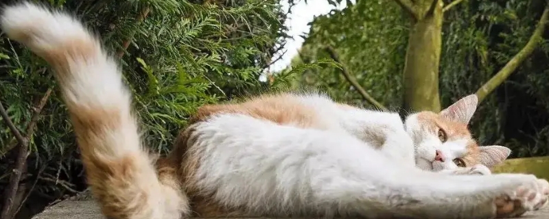 貓搖尾巴是什么意思