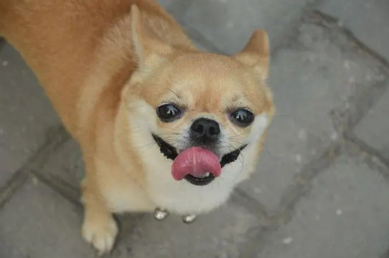 狗狗身上腥臭味很重怎么辦