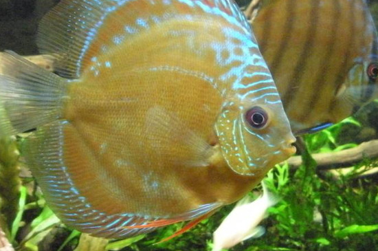 七彩魚發(fā)黑怎么辦