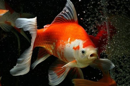 草金魚什么顏色最貴