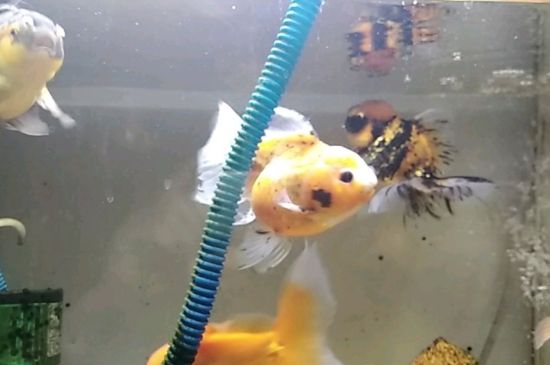 金魚的壽命