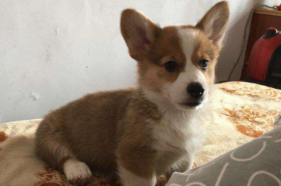純種柯基犬價(jià)格多少錢一只，正?？禄裁磧r(jià)錢