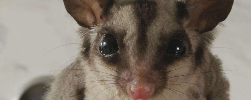 蜜袋鼯認主人嗎