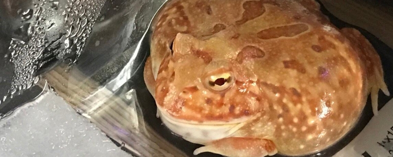 養(yǎng)角蛙臭不臭