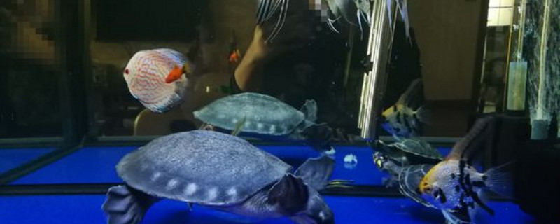 如何防止豬鼻龜咬魚