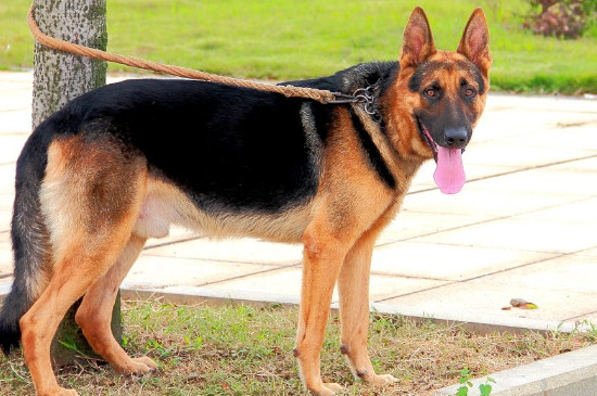 黑背犬和德牧的區(qū)別