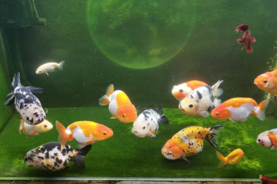 金魚吃什么蔬菜