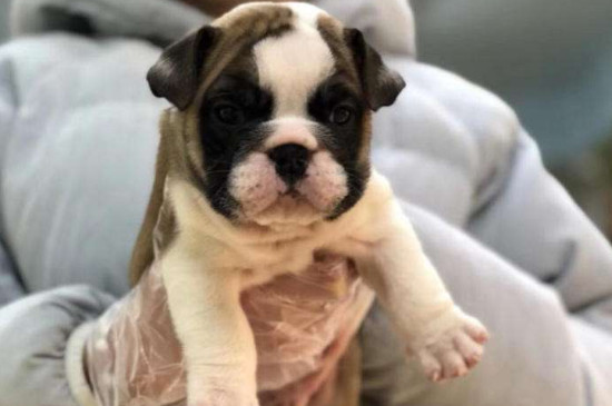 英斗犬和法斗犬區(qū)別