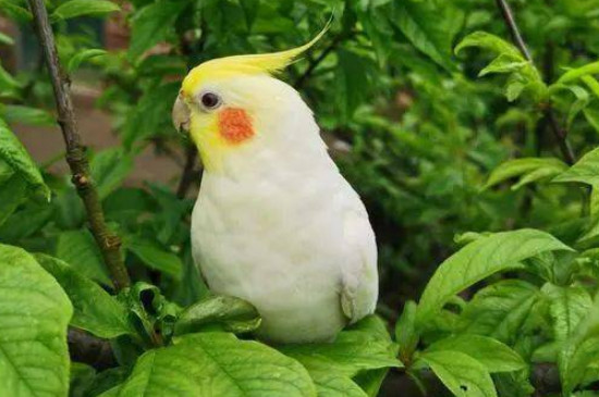 玄鳳鸚鵡只認(rèn)一個(gè)主人嗎