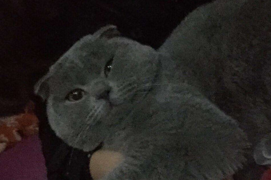 英短有折耳是不是不純