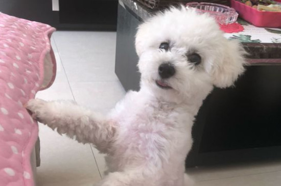 純種比熊犬多少錢(qián)一只，純種比熊價(jià)格1200-6500元