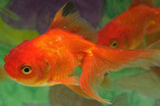 金魚尾巴上有白點(diǎn)