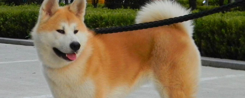 秋田犬為什么禁養(yǎng)