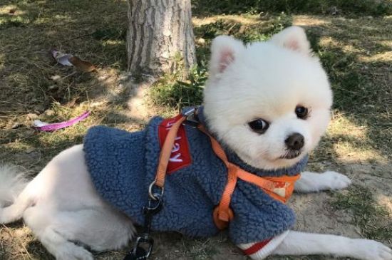 博美壽命一般多少年