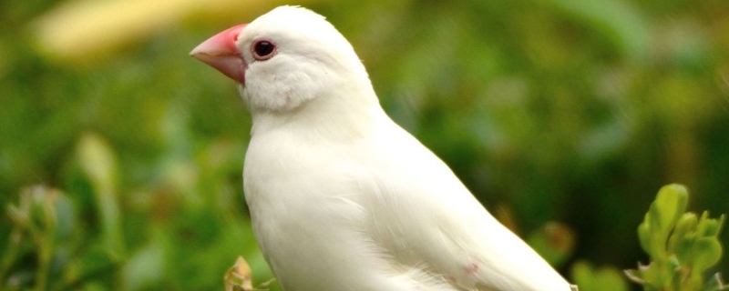 文鳥(niǎo)可以吃瓜子嗎