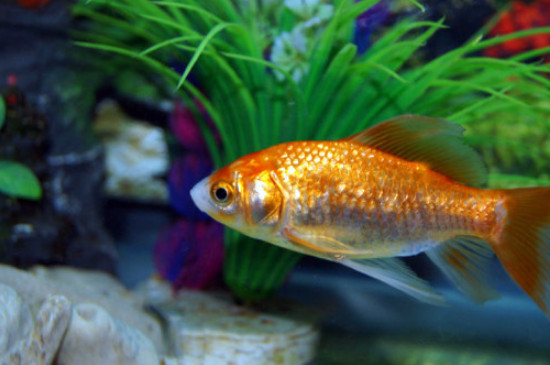 金魚(yú)出現(xiàn)趴底無(wú)精神怎么辦