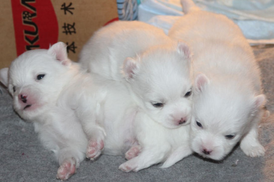 博美犬剛出生如何養(yǎng)