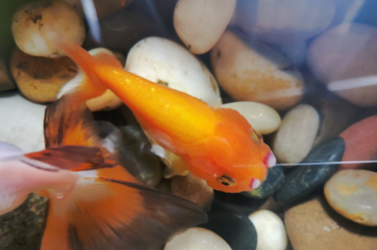 金魚出魚籽怎么拿出來