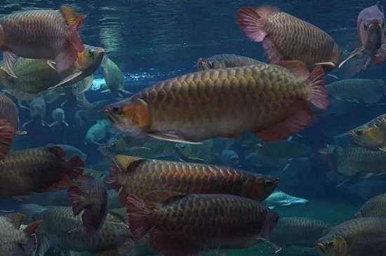 龍魚不吃食怎么回事