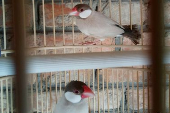 文鳥繁殖前的征兆