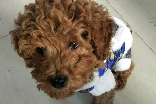 泰迪犬的優(yōu)缺點有哪些