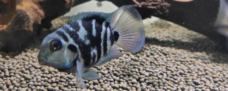 迷你鸚鵡魚多久繁殖一次