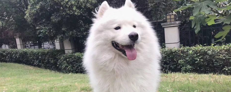 薩摩耶犬怎么看純不純，薩摩耶幼犬如何分辨是否純種