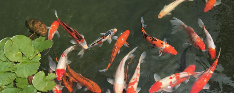 錦鯉會(huì)自己繁殖小魚嗎