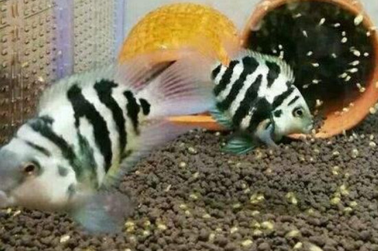 迷你鸚鵡魚苗飼養(yǎng)方法