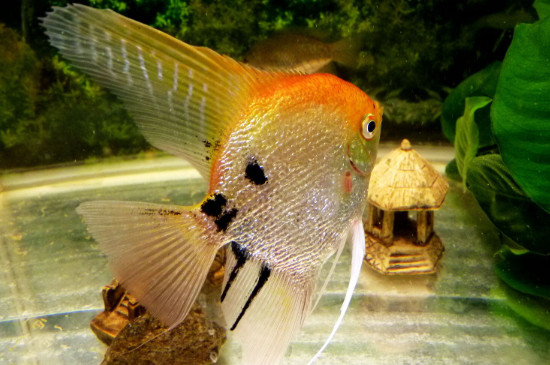 神仙魚吃什么顆粒飼料