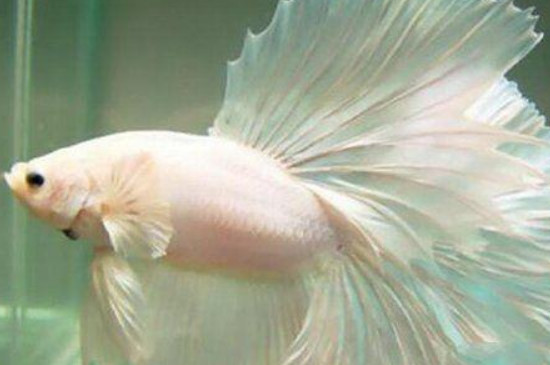 孔雀魚(yú)多大可以繁殖