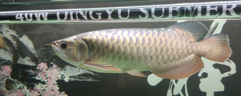 龍魚突然跳缸什么預(yù)兆