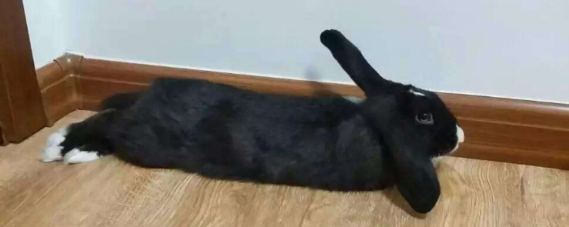 垂耳兔多久上一次廁所