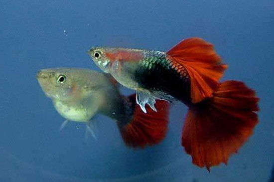 孔雀魚肛門突出多久生