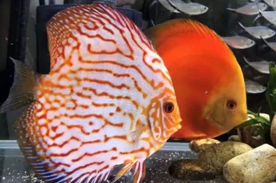 養(yǎng)七彩神仙魚用什么缸