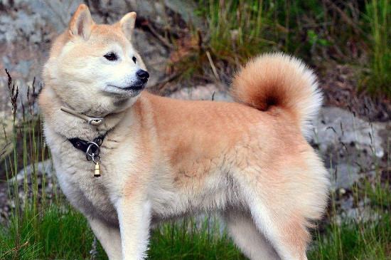 柴犬一生會認幾個主人