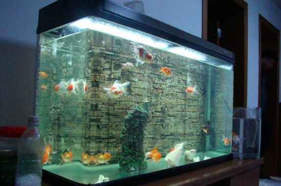 新手魚缸養(yǎng)魚的方法和技巧