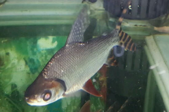 飛鳳魚(yú)怎么分公母，飛鳳魚(yú)雌雄分辨方法