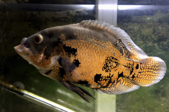 地圖魚水溫多少合適