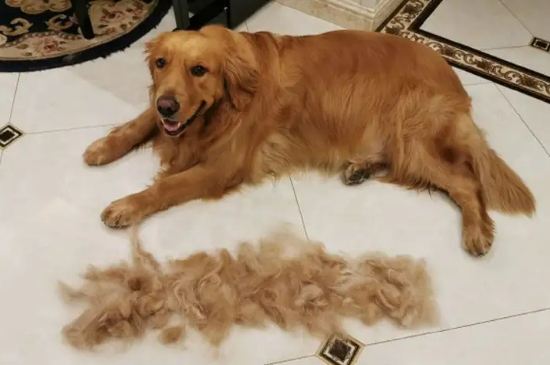 狗狗脫毛怎么辦怎么處理