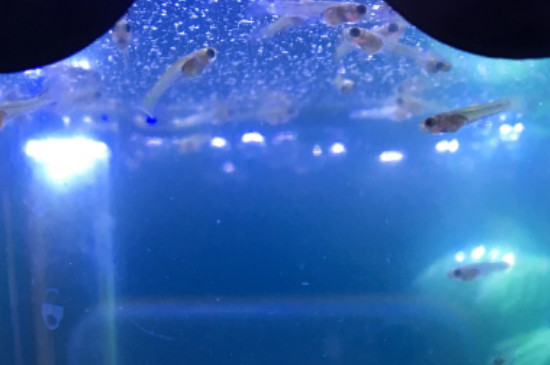 新下的孔雀魚怎么養(yǎng)
