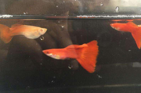 孔雀魚繁殖一次要多久