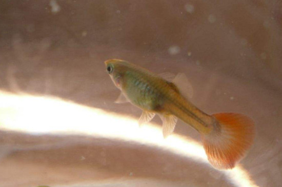 孔雀魚眼睛全黑正常嗎