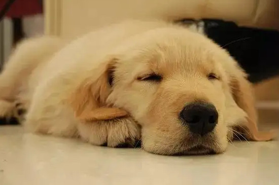 狗狗咳嗽干嘔發(fā)出咔咔咔的聲音怎么辦