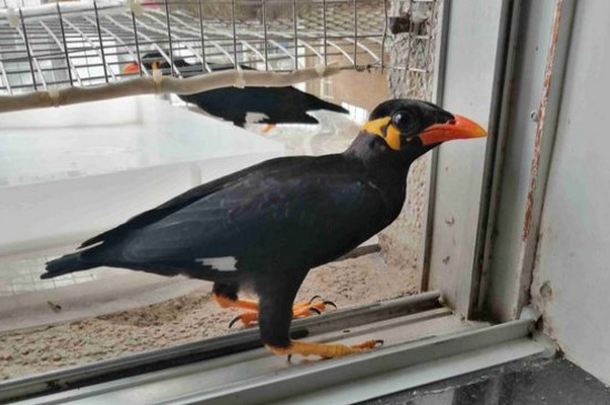 鷯哥鳥為什么咬主人
