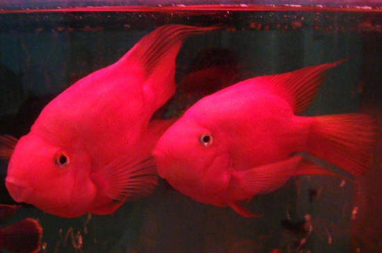 血鸚鵡魚怎么養(yǎng)