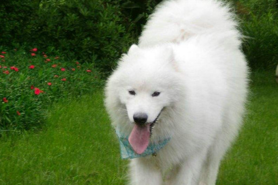 薩摩耶犬怎么訓練